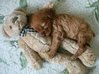 puppy with teddy bear.jpg