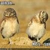 funny-pictures-owls-twisted-head.jpg