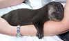 Eno orphan otter.jpg