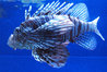 lionfish057.jpg