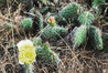 cactus085.jpg