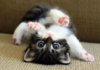 cute-kittens-31-57b30ad5ccbc8__605.jpg