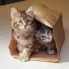 Cats-in-bag-297x300.jpg