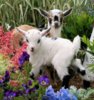 Baby goats1.jpg