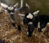 Baby goats.jpg