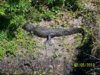 aligator 01.jpg