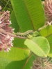 Monarch caterpillars Mansfield.jpg