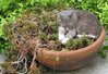 Planter Cat.jpg