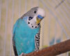 blue-parakeet1.jpg