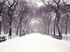Statuary Walk, Central Park, New York City, New York - Christmas Wallpaper.jpg