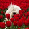 sheepdog in the tulips.jpg