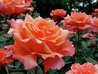 Peach Roses, City Park, Kelowna, B.C..jpg