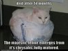 funny-cat-in-a-bag-pictures.jpg