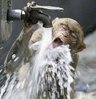 funny-thirsty-monkey.jpg