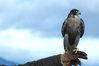 falcon1.jpg