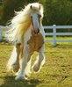 wpid-gorgeous-horse.jpg