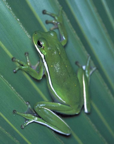 green_tree_frog_380.jpg