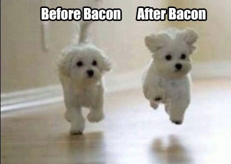 before-after-Bacon-Dogs-meme.jpg