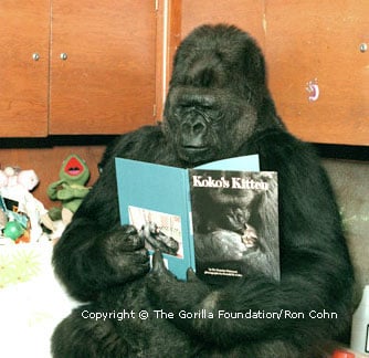 g22506_u20090_koko_pix_reading_book.jpg