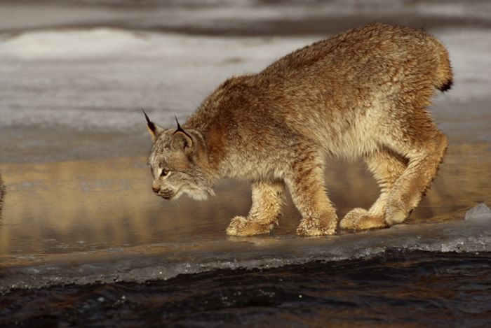 lynx6.jpg
