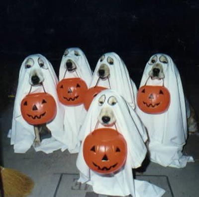 dog-ghosts.jpg