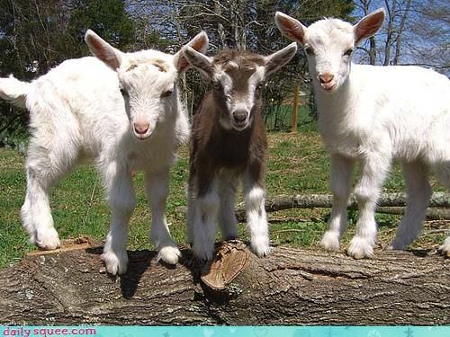 1a71396e67b09a8e1335508520a7d440--mini-goats-baby-goats.jpg