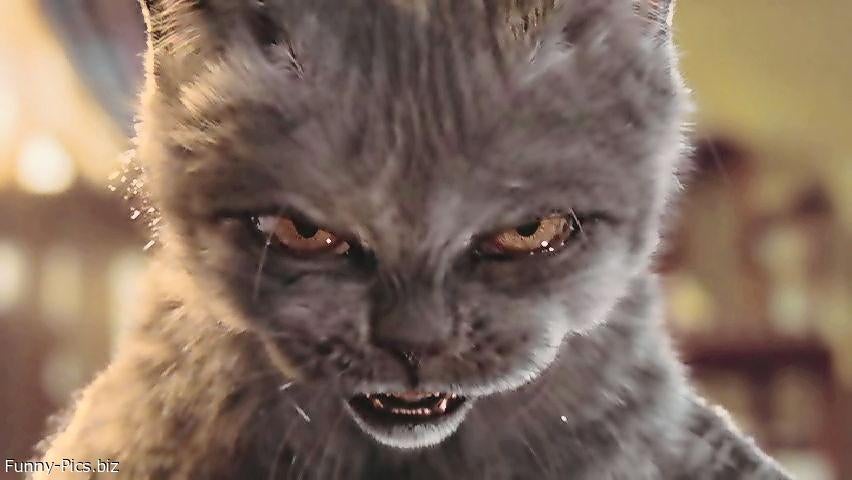 1203571d1377640996-unboxing-cats-you-doomed.jpg
