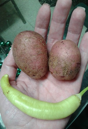 veg1.jpg