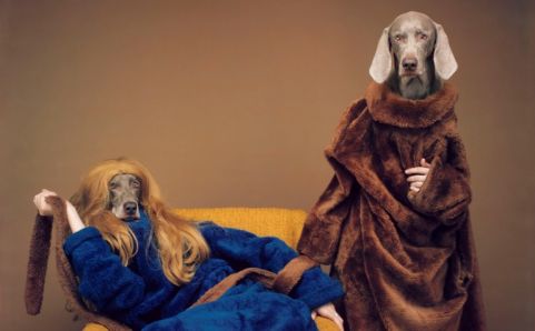 william-wegman-482x298.jpg