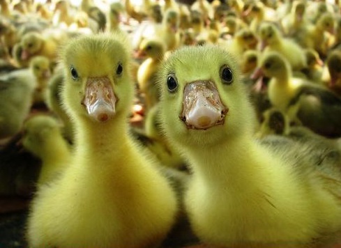 Funny-Yellow-Ducks.jpg