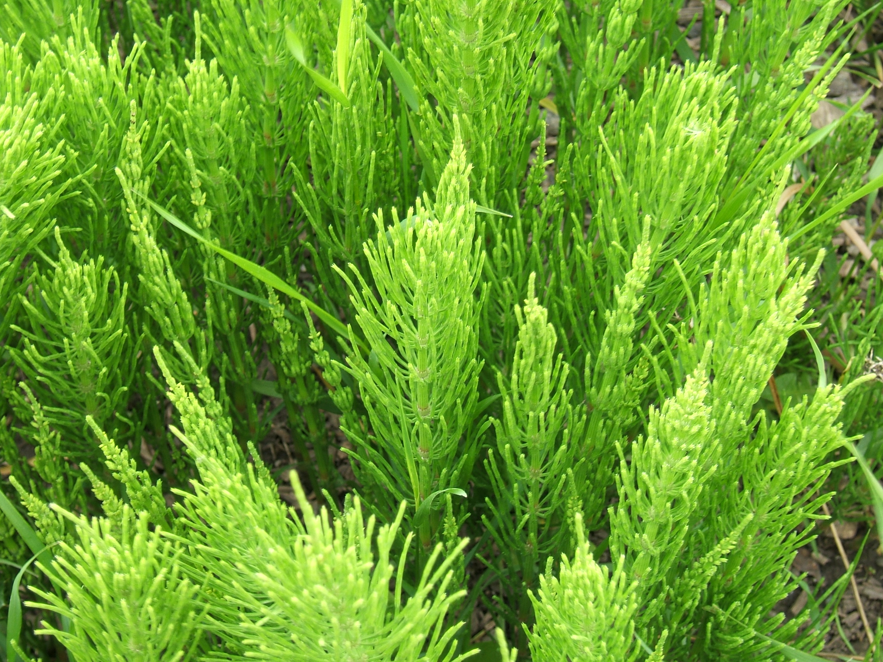 Equisetum_arvense_foliage.jpg