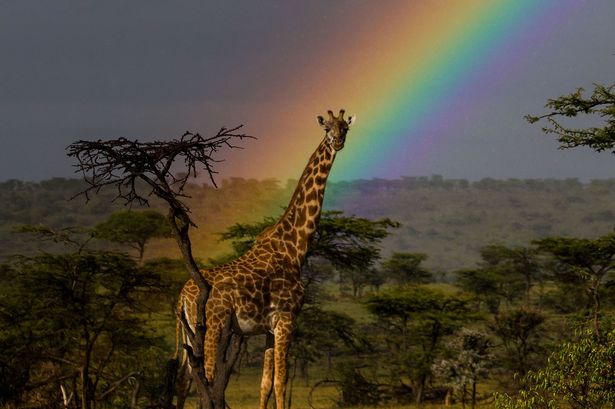 A-giraffe-and-a-rainbow-in-the-Masai-Mara-2981425.jpg