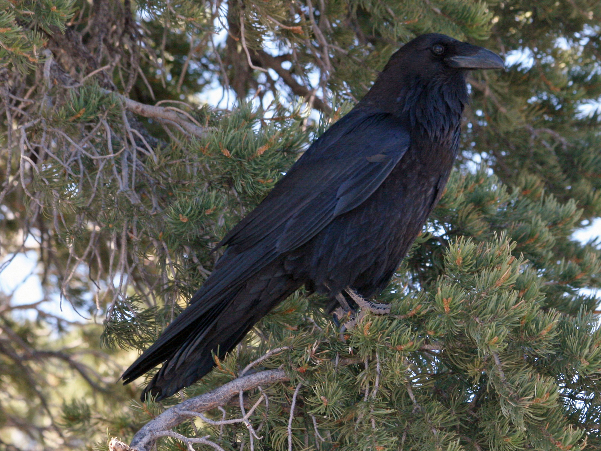 Common_Raven_(Corvus_corax)_RWD.jpg