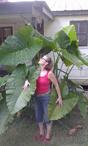 elephant-ears.jpg