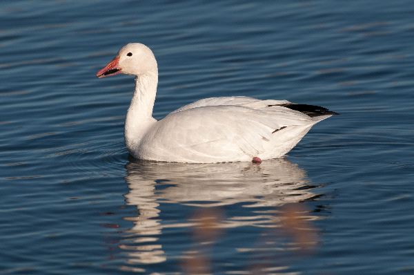 Snow_Goose_In_The_Water_600.jpg