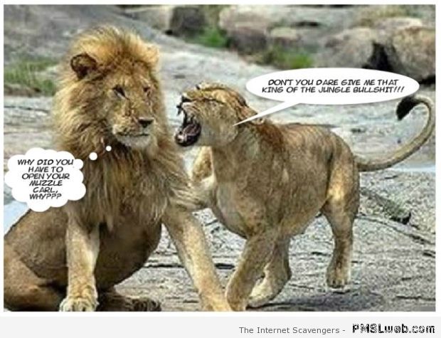 29-female-lion-is-not-happy-humor.jpg