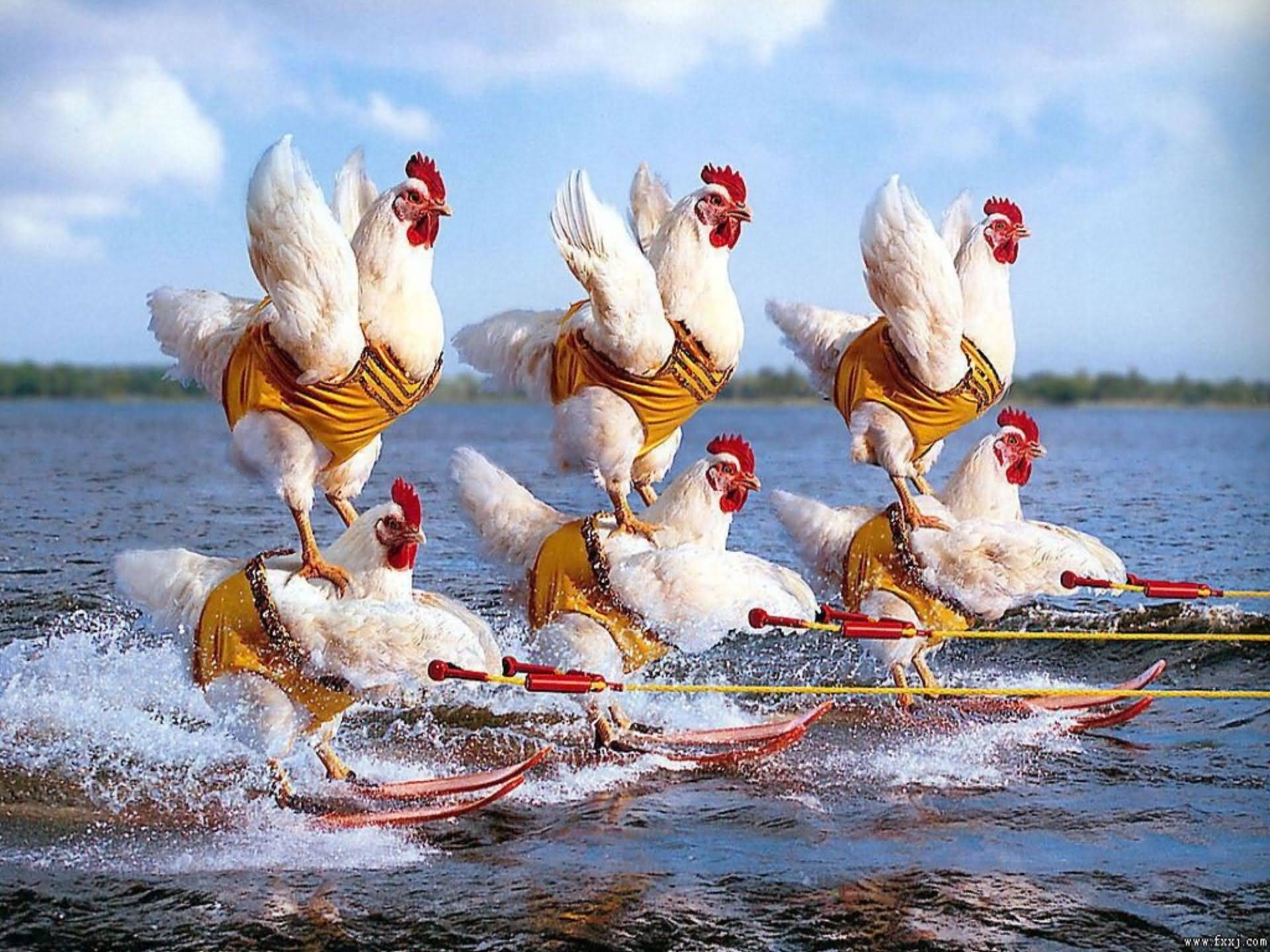 Funny-Chickens-Surfing.jpg