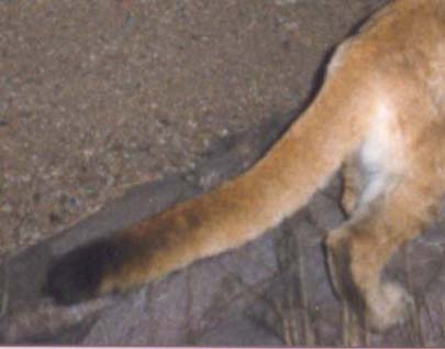 lion_tail.jpg