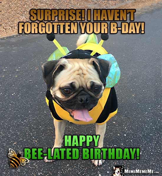 bDayBelatedPug.jpg