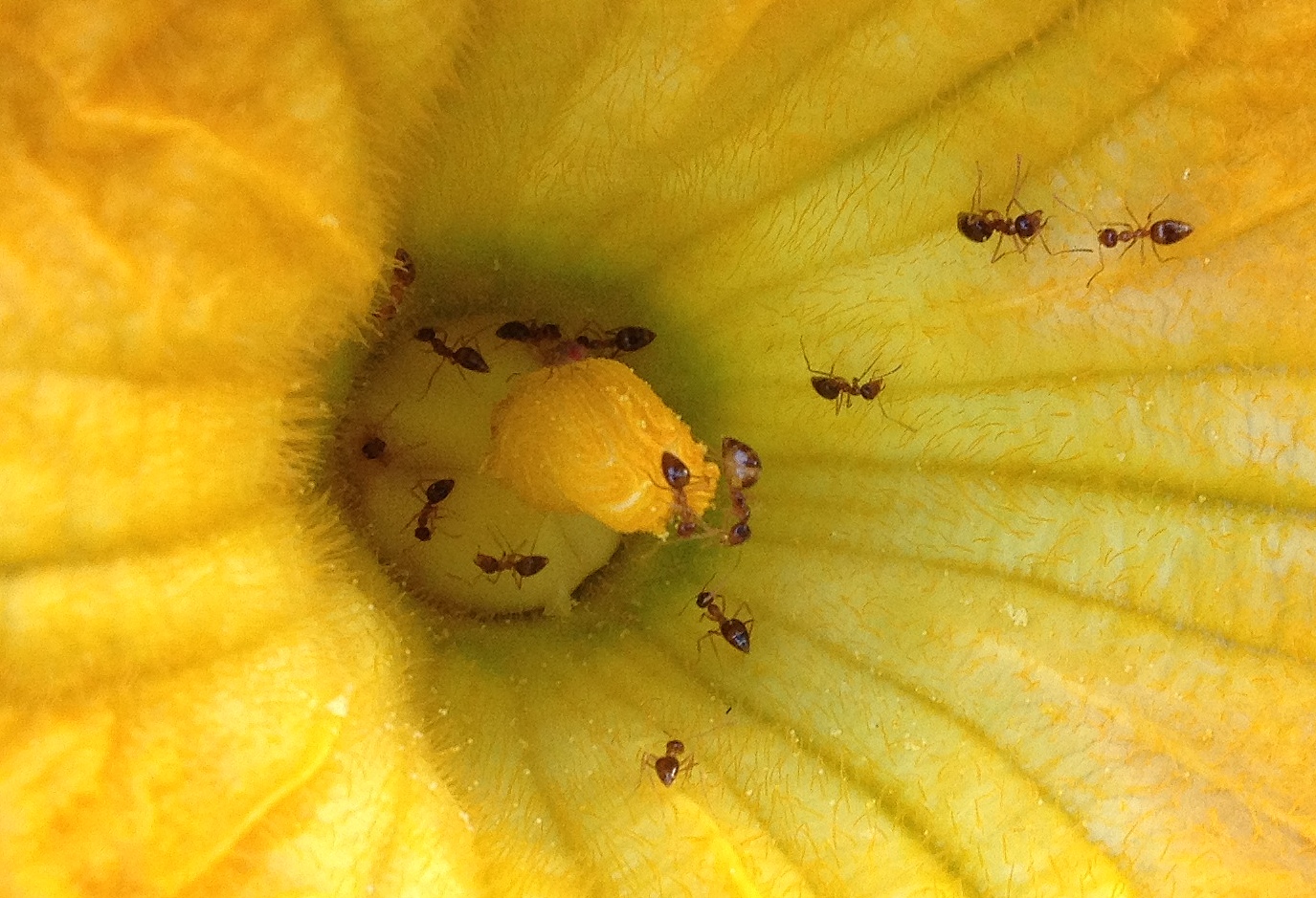 squash-blossom-ants-1-tcrop.jpg