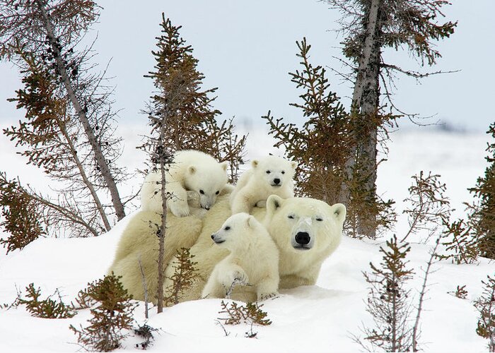 1-polar-bear-ursus-maritimus-trio-matthias-breiter.jpg