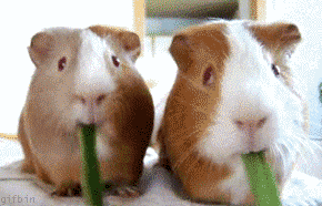 4039fad875189b5ddb570aa98dcf1dc5.gif