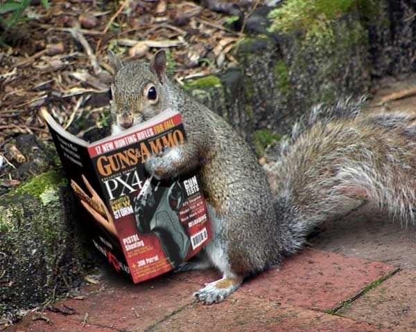 crazySquirrel.jpg