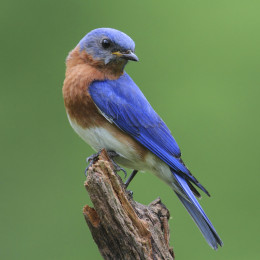 BARN_OWL_EASTERN_BLUEBIRD_165-260x260.jpg