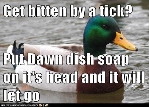 get-bitten-by-a-tick-put-dawn-dish-soap-on-its-head-and-it-will-let-go