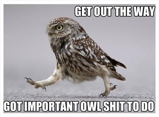 funny-owls.jpg