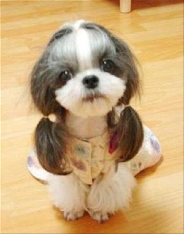 cutest-puppy-ever.jpg