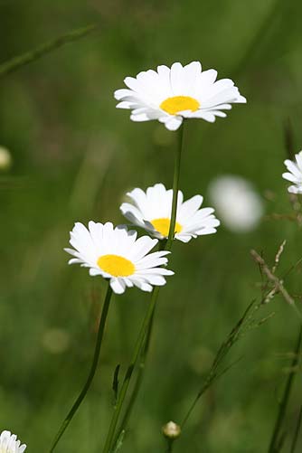 oxeye-daisies.jpg