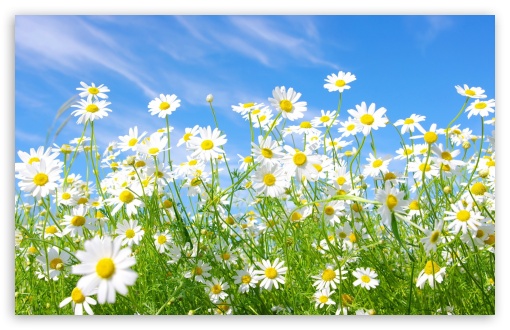 field_of_daisies-t2.jpg