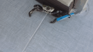 giphy.gif